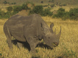 Black Rhinoceros Grazing on the Savanna, Diceros Bicornis, an Endangered Species, Kenya, Africa