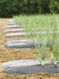 Buy Onions at AllPosters.com