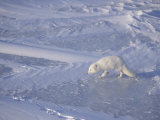 Arctic Fox with its Winter Coat on the Snowy Winter Arctic Tundra (Alopex Lagopus), Alaska, USA