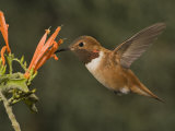 Rufous Hummingbird Male (Selasphorus Rufus) Feeding at Justicia Spicigera, Arizona, USA
