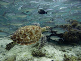 Green Sea Turtle (Chelonia Mydas) Swimming Among Schooling Jacks, Malaysia