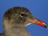 Heermann's Gull Adult Head in Winter Plumage (Larus Heermanni), California, USA
