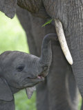 African Elephant Young with its Mother, Loxodonta Africana, Kenya, Africa