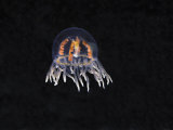 Clinging Jellyfish (Gonionemus Vertens), British Columbia, Canada