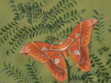 Male Saturnid Moth (Rothschildia Hesperus), Family Saturniidae, Ecuador
