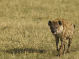 Buy Spotted Hyena on the Savanna, Crocuta Crocuta, East Africa at AllPosters.com