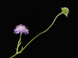 Scabiose Flower and Flower Bud