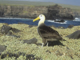 Waved Albatross, Diomedea Irrorata, an Endemic Species to the Galapagos Islands, Ecuador