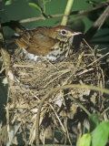 Female Wood Thrush (Hylocichla Mustelina) Brooding Eggs on Her Nest, North America