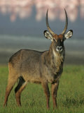 Defassa Waterbuck Buck on the Shore of Lake Nakuru, Kobus Ellipsiprymnus Defassa, Kenya, Africa