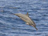 Spinner Dolphin (Stenella Longirostris) Leaping into the Air, Hawaii, USA