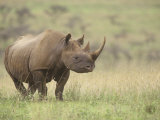 Black Rhinoceros, Diceros Bicornis, an Endangered Species, Nairobi National Park, Kenya, Africa