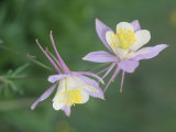 Blue Columbine, Aquilegia Corerulea, Colorado State Flower, Gunnison National Forest, USA