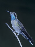 Male Blue-Throated Hummingbird, Lampornis Clemenciae, North America