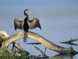 Anhinga (Anhinga Anhinga) Drying its Wings, Ding Darling National Wildlife Refuge, Florida, USA