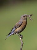 Female Western Bluebird, Sialia Mexicana, with a Caterpillar in its Bill, Western North America