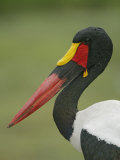 Saddle-Billed Stork Face and Neck, Ephippiorhynchus Senegalensis, Africa