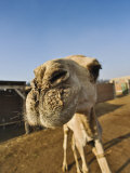 Camel at Camel Market, Cairo, Egypt