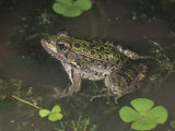 Rio Grande Leopard Frog (Rana Berlandieri), Texas