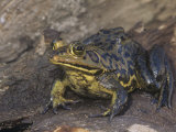 River Frog, Rana Heckscheri, Florida, USA