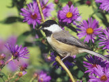 Carolina Chickadee (Poecile Carolinensis) in New England Asters, North America