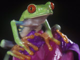 Red-Eyed Treefrog, Agalychnis Callidryas, Central America