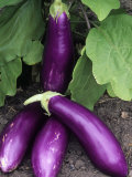 Buy Eggplant 'Neon' at AllPosters.com