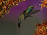 Broad-Billed Hummingbird Hovering at a Flower, Cynanthus Latirostris, Western North America