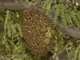 Honey Bee (Apis Mellifera) Swarm in a Mesquite Tree, Sonoran Desert, Arizona, USA