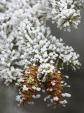 Douglas-Fir Cones and Needles, Pseudotsuga Menziesii, with Hoarfrost on a Cold Morning, Western USA