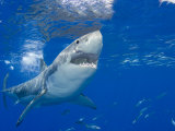 Great White Shark (Carcharodon Carcharias), Guadalupe Island, Mexico