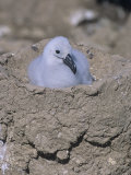 Black-Browed Albatross Chick in its Nest, Diomedea Melanophris, Falkland Islands