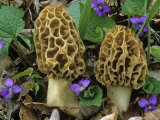 Morel Mushrooms Among Violets, Morchella Esculenta, Central USA