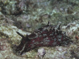 California Sea Hare, Aplysia Califorica, California, Usa, Pacific Ocean