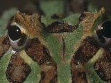 Face of the Argentine Horned Frog, Ceratophrys Ornata, Brazil