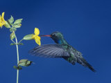 Broad-Billed Hummingbird, Cynanthus Latirostris, Feeding at a Flower, Western North America