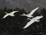Whooper Swans Flying, Olor Cygnus