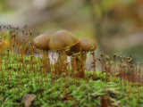 Poisonous Agaric Mushrooms (Cortinarius Gentilis) Growing Among Mosses on a Log