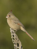 Pyrrhuloxia Female on a Cholla Cactus Skeleton (Cardinalis Sinuatus), Sonoran Desert, Arizona, USA
