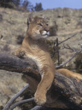 Mountain Lion, Cougar, or Puma (Felis Concolor), Western North America
