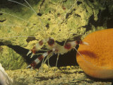 Buy Banded Coral or Cleaner Shrimp, Tropical Oceans at AllPosters.com