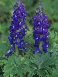 Dwarf Larkspur, Delphinium Tricorne, North America