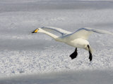Whooper Swan in Flight, Olor Cygnus