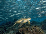 Green Sea Turtle (Chelonia Mydas) Swimming over a Coral Reef Among Schooling Fish, Malaysia