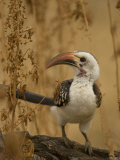 Red-Billed Hornbill, Tockus Erythrorhynchus, East Africa