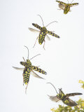 A Longhorn Beetle, Megacyllene Robiniae, Flying over a Flower. Virginia, USA
