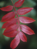 Buy Fall Leaves of the Shining Sumac, Rhus Copallina, North America at AllPosters.com