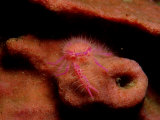 Sponge Crab or Squat Lobster (Lauriea Siagiani), Komodo National Park, Indian Ocean