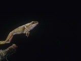A Golden Gliding Frog, Rhacophorus Leucomystax, Jumping