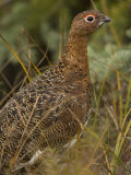 Willow Ptarmigan in Summer Plumage, Lagopus Lagopus, North America